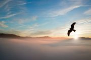 Untergegangen, um zu schweben - Adler, der über Berge durch die Wolken fliegt, mit dem Sonnenuntergang im Hintergrund.